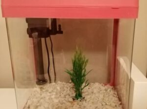 Fish Aquarium For Sale