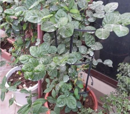 Plants outdoor for Sale