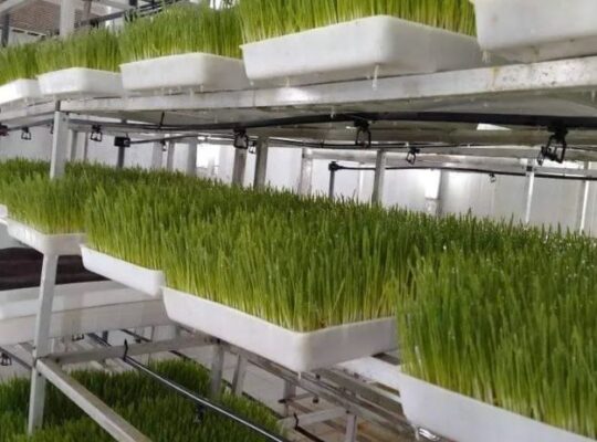 indoor farming and plant production
