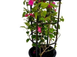 Bougainvillea 1mtr in Plastic pot for sale