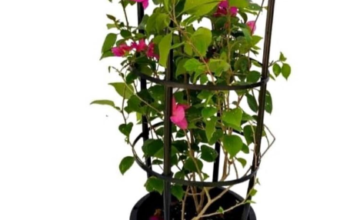 Bougainvillea 1mtr in Plastic pot for sale