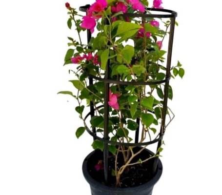 Bougainvillea 1mtr in Plastic pot for sale