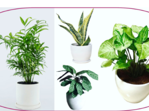 4 Indoor Plants in Ceramic Pots for sale