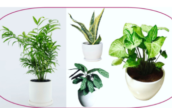 4 Indoor Plants in Ceramic Pots for sale