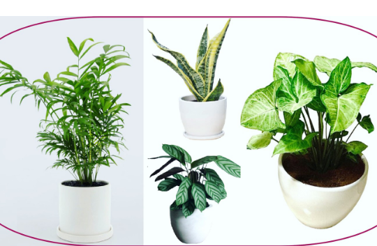 4 Indoor Plants in Ceramic Pots for sale