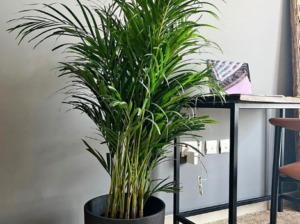Areca Palm indoor in Fiber pot For Sale