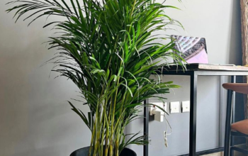 Areca Palm indoor in Fiber pot For Sale