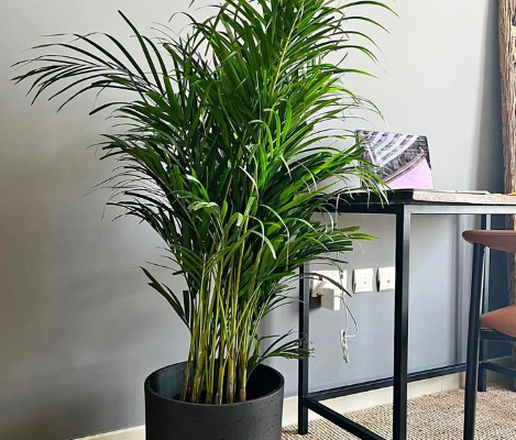 Areca Palm indoor in Fiber pot For Sale