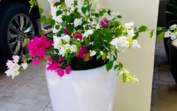 Bougainvilea multi-color for sale