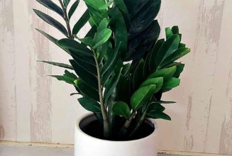 Large ZZ plant in Ceramic Pot For Sale