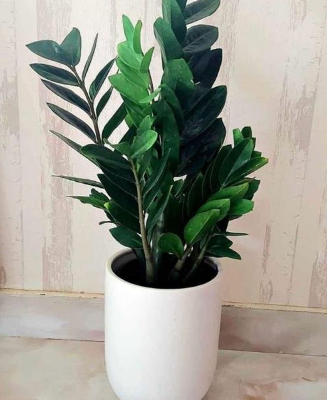 Large ZZ plant in Ceramic Pot For Sale