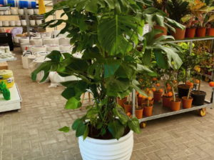 Monstera XL 1.7mtr in CERAMIC pot for sale