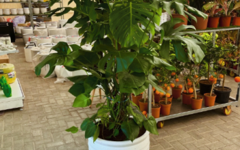 Monstera XL 1.7mtr in CERAMIC pot for sale