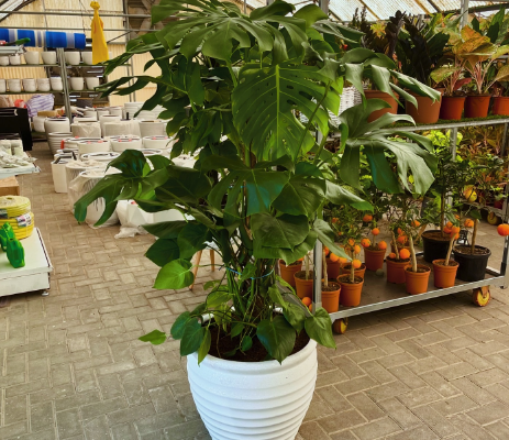 Monstera XL 1.7mtr in CERAMIC pot for sale