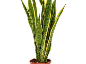 Snake Plant/Sanseivieria Large 50cm For Sale