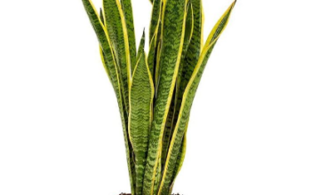 Snake Plant/Sanseivieria Large 50cm For Sale