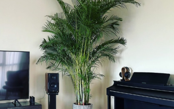 XXL Areca Palm in Ceramic Pot for sale