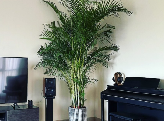 XXL Areca Palm in Ceramic Pot for sale