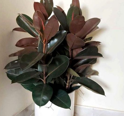 ZZ plant Large in Ceramic pot For Sale