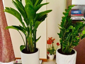 2 Large INDOOR plants in CERAMIC pots For Sale