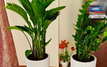 2 Large INDOOR plants in CERAMIC pots For Sale