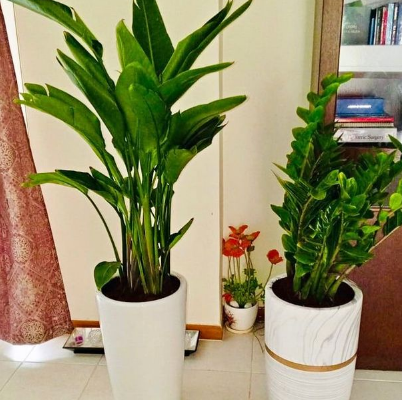 2 Large INDOOR plants in CERAMIC pots For Sale