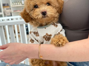 Baby Girl mini Goldendoodle