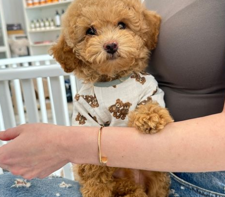 Baby Girl mini Goldendoodle