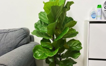 Fiddle Leaf – 2 Stem – 1mtr For Sale