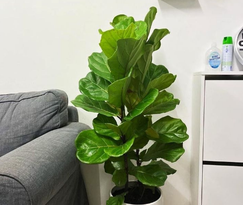 Fiddle Leaf – 2 Stem – 1mtr For Sale