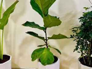 Fiddle Leaf (Large) in Large CERAMIC pot For Sale