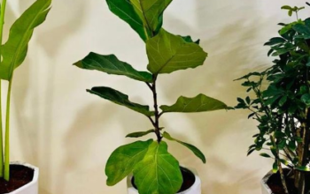 Fiddle Leaf (Large) in Large CERAMIC pot For Sale