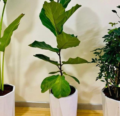 Fiddle Leaf (Large) in Large CERAMIC pot For Sale