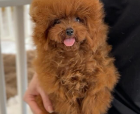 Male teacup poodle, imported from China.