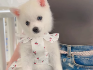 Teacup Pomsky Girl from Korea