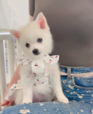 Teacup Pomsky Girl from Korea