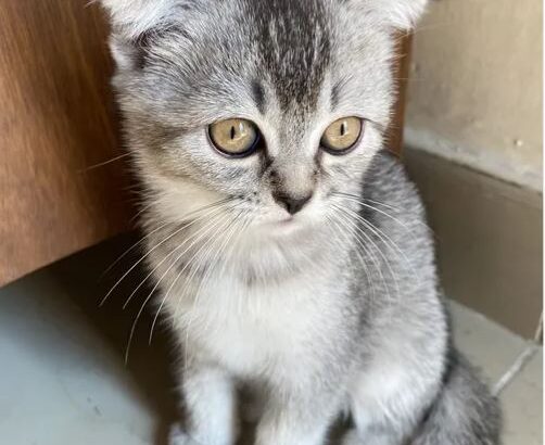 Friendly playful Kitten