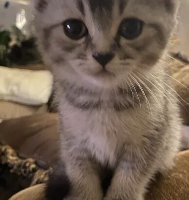 Friendly playful Kitten
