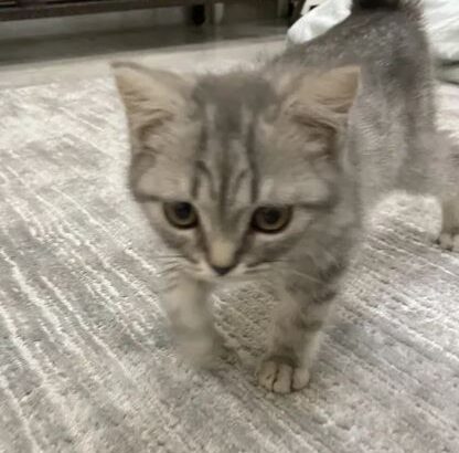 قطط صغيره عمر ثلاث شهور