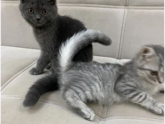 قطط صغيره عمر ثلاث شهور