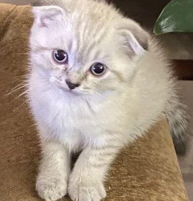 Friendly Kitten