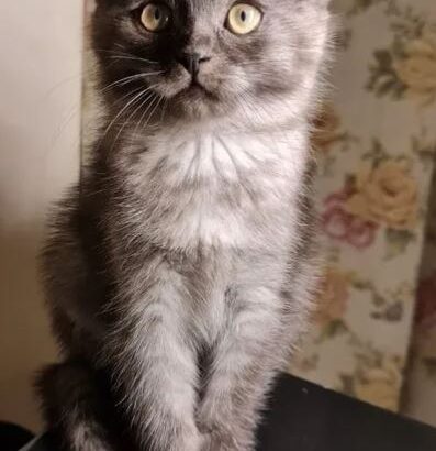 Friendly playful Kitten