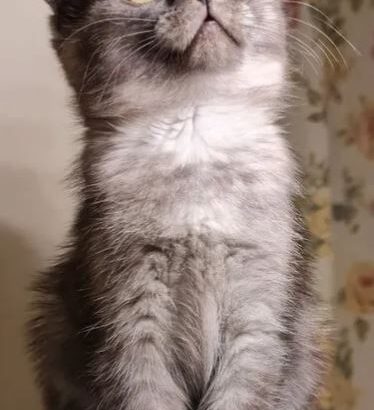 Friendly playful Kitten