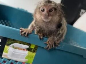 Marmoset