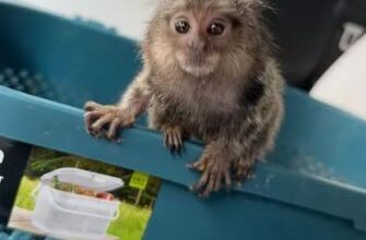 Marmoset