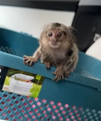 Marmoset