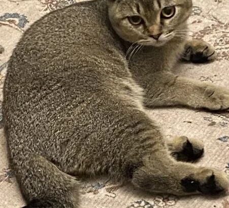 Female Kitten