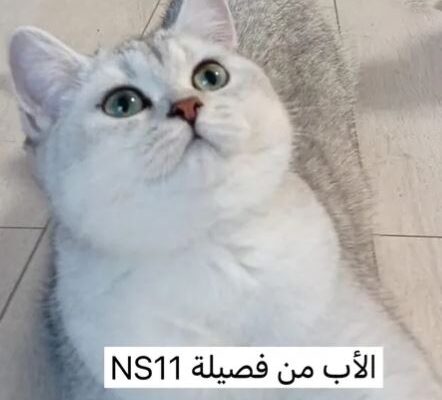 Ns11 كيتن من فصيلة