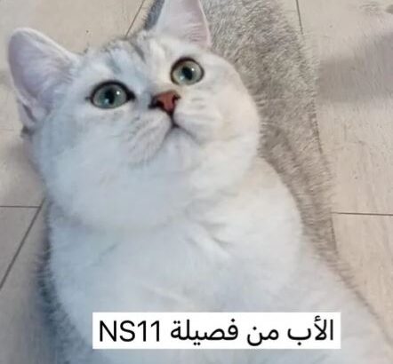 Ns11 كيتن من فصيلة