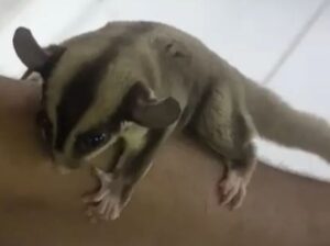 Sugar glider male tamed